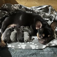 French Bulldog - Both