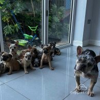 French Bulldog - Both