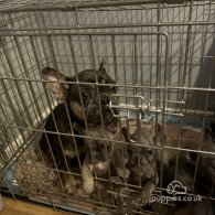 French Bulldog - Dogs