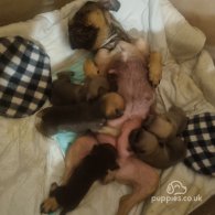 French Bulldog - Both