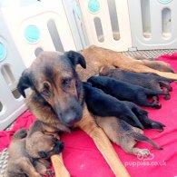 German Shepherd (Alsatian) - Both