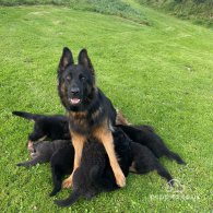 German Shepherd (Alsatian) - Both