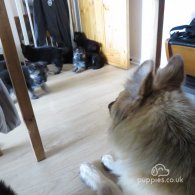 German Shepherd (Alsatian) - Both