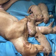 Hungarian Vizsla - Both