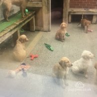 Hungarian Vizsla - Both