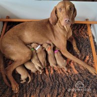 Hungarian Vizsla - Both