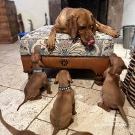 Hungarian Vizsla - Both