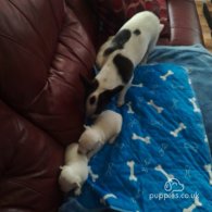 Jack Russell - Both