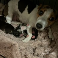 Jack Russell - Bitches