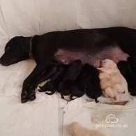 Labrador Retriever - Both