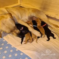 Labrador Retriever - Both