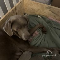 Labrador Retriever - Both