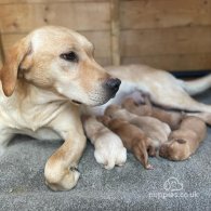 Labrador Retriever - Both