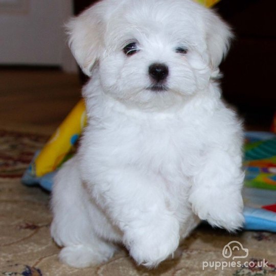 Maltese - Dogs
