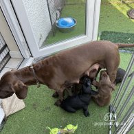 Mixed Breed - Dogs