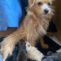 Mixed Breed - Both