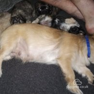 Pekingese - Bitches