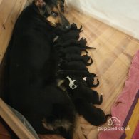 Mixed Breed - Both