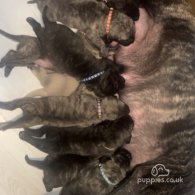 Presa Canario - Both