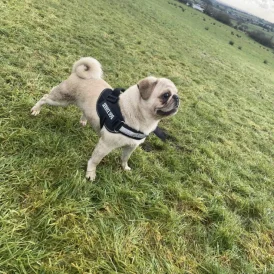 Pug