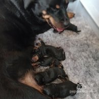 Rottweiler - Bitches