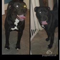 Shar Pei - Both