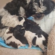 Shih Tzu - Bitches
