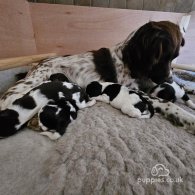 Sprocker Spaniel - Both
