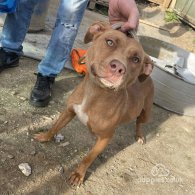 Staffordshire Bull Terrier - Both