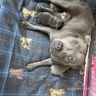 Staffordshire Bull Terrier - Both