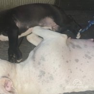 Staffordshire Bull Terrier - Dogs
