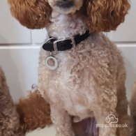 Toy Poodle - Both