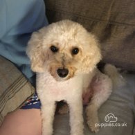 Toy Poodle - Both