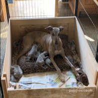 Whippet - Both