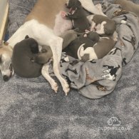 Whippet - Both