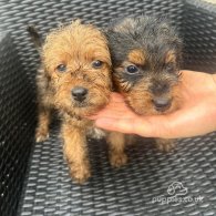 Airedale Terrier - Both