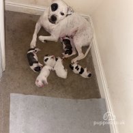 American Bulldog - Both