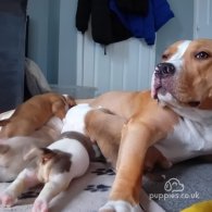 American Bulldog - Bitches