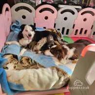 Australian Shepherd Dog - Bitches