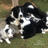 Bearded Collie - Both