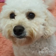 Bichon Frise - Both