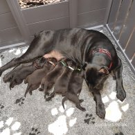 Cane Corso - Both