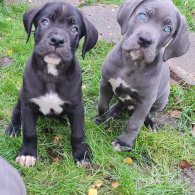 Cane Corso - Bitches