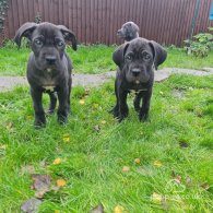Cane Corso - Bitches