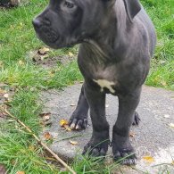 Cane Corso - Bitches