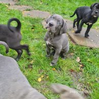 Cane Corso - Bitches