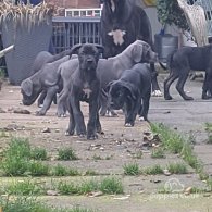 Cane Corso - Bitches
