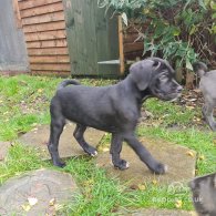Cane Corso - Bitches