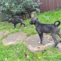 Cane Corso - Bitches