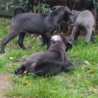 Cane Corso - Bitches